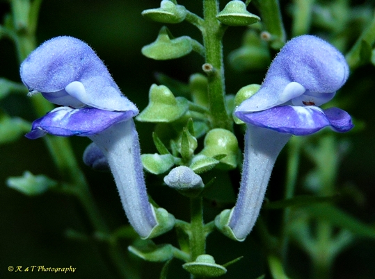 {Scutellaria incana var. punctata}